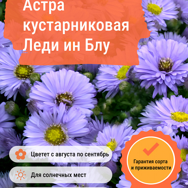 Астра кустарниковая Леди ин Блу фото 1 