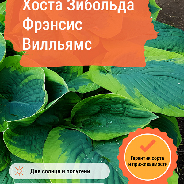 Хоста Зибольда Фрэнсис Вилльямс фото 2 